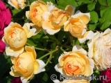 Crown Princess Margareta®