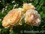 Crown Princess Margareta®