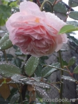 A Shropshire Lad