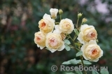 Crown Princess Margareta®