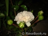 Aspirin Rose