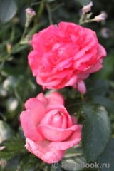 La Rose de Molinard ®