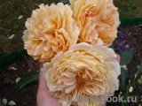 Crown Princess Margareta®