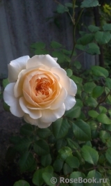 Crocus Rose® 