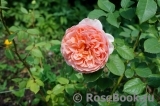 Abraham Darby