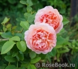 Abraham Darby