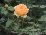 Crown Princess Margareta®