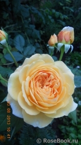 Crown Princess Margareta®