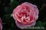 Stefanie´s Rose 