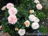 Garden of Roses 