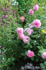 Cottage Rose 