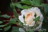 Crocus Rose® 