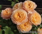 Rose de Gerberoy ®