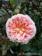 Abraham Darby