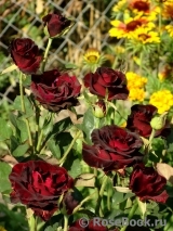 Black Baccara