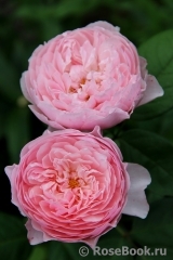 The Alnwick Rose