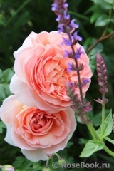 Abraham Darby