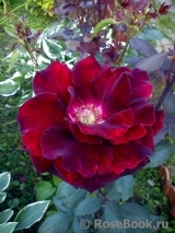 Black Baccara