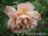 Julia's Rose