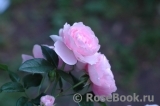 Hans Gonewein Rose 