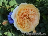 Crown Princess Margareta®