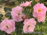 Pink Robusta