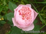 The Alnwick Rose