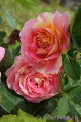 Rose des Cisterciens 