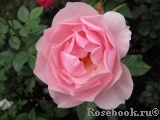 Bernd Weigel Rose