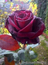 Black Baccara