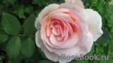 A Shropshire Lad