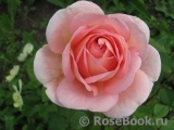 Abraham Darby