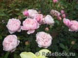 The Alnwick Rose