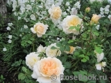 Crocus Rose® 