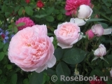 The Alnwick Rose