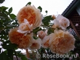 Crown Princess Margareta®