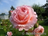 Abraham Darby