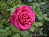 Johann Wolfgang von Goethe Rose®