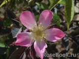 Rosa glauca 