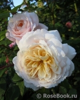 Crocus Rose® 