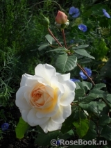 Crocus Rose® 