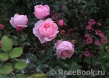 The Alnwick Rose