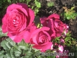 Johann Wolfgang von Goethe Rose®