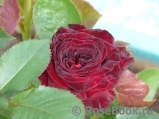 Black Baccara