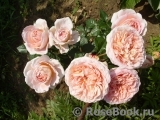 Abraham Darby