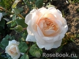 Crocus Rose® 