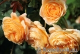 Crown Princess Margareta®