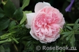 The Wedgwood Rose