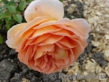 Abraham Darby