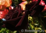 Black Baccara